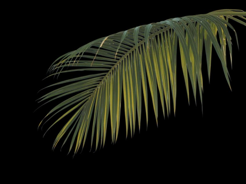Palm leaf agricultural substrate
