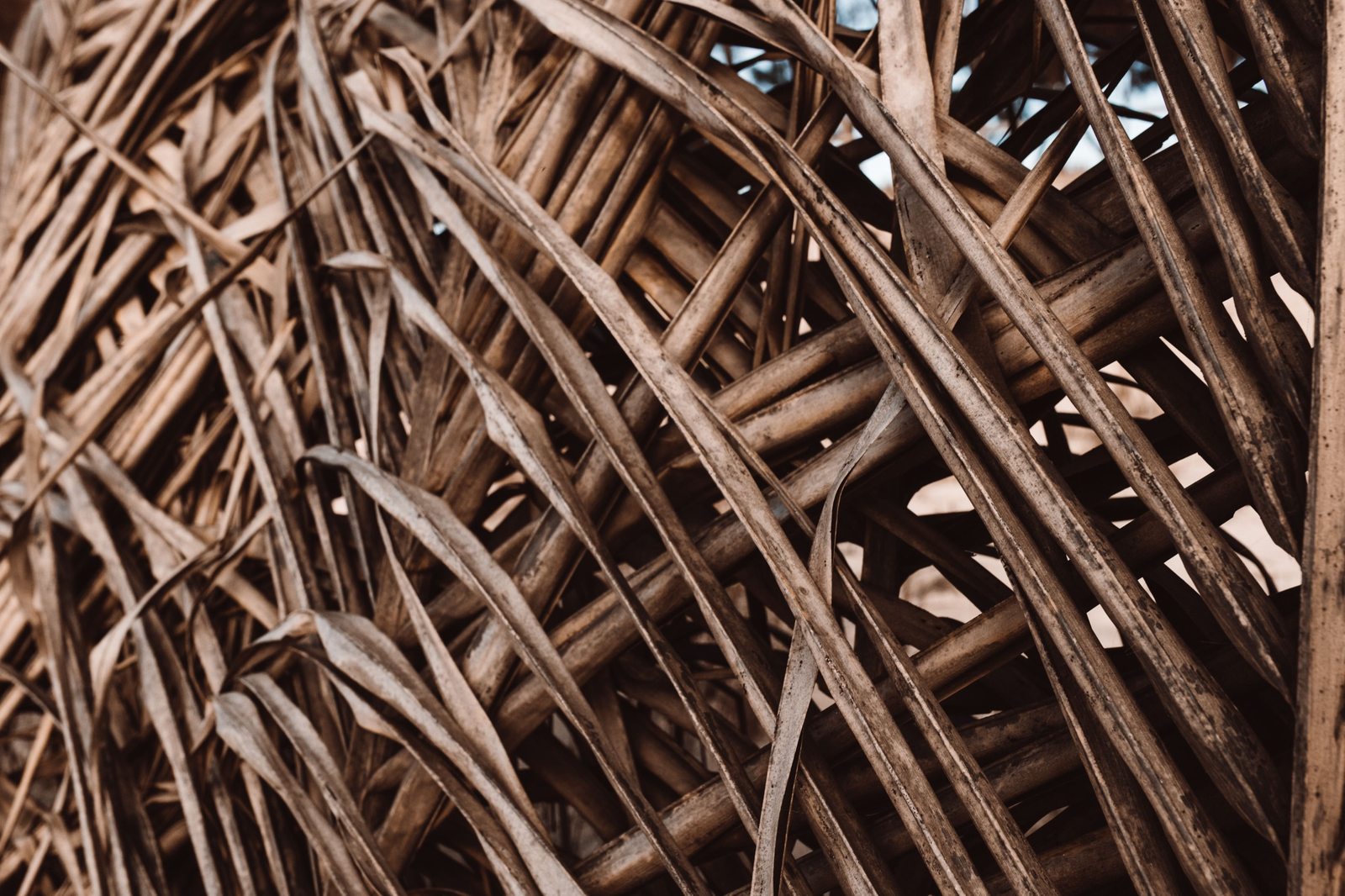 A pile of date-palm agricultural waste, the regional feedstock behind PALMYCO™